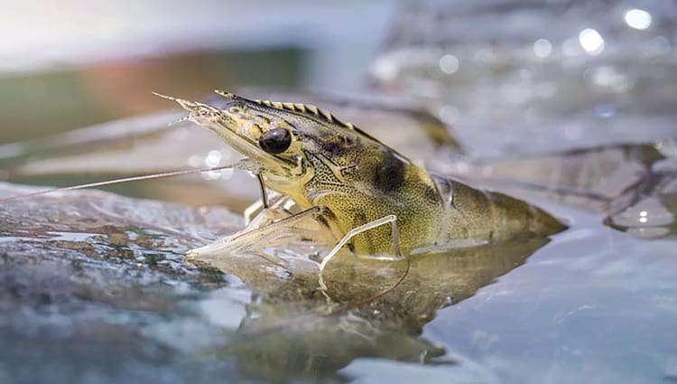 tom-the