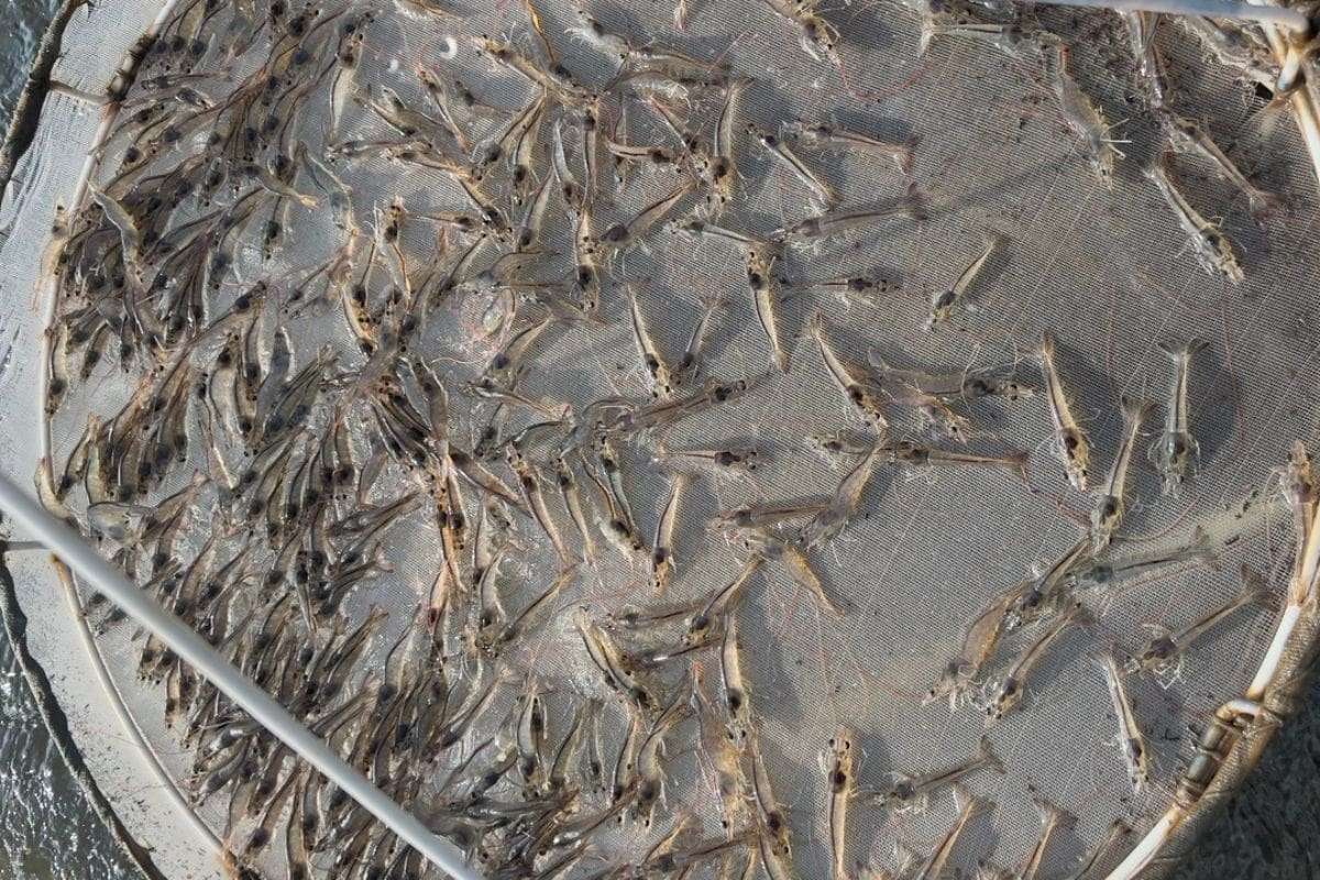 tom-the