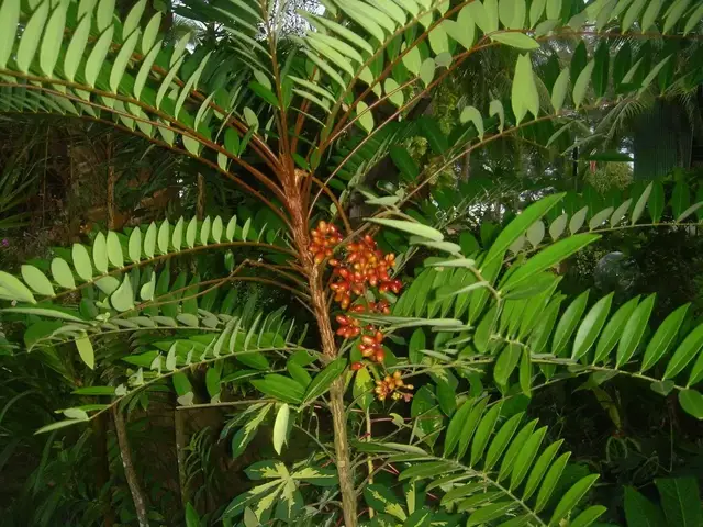 cay-mat-gau
